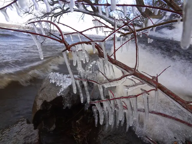 Rapid Heart Slowing: Causes, Symptoms, Remedies, and Extras