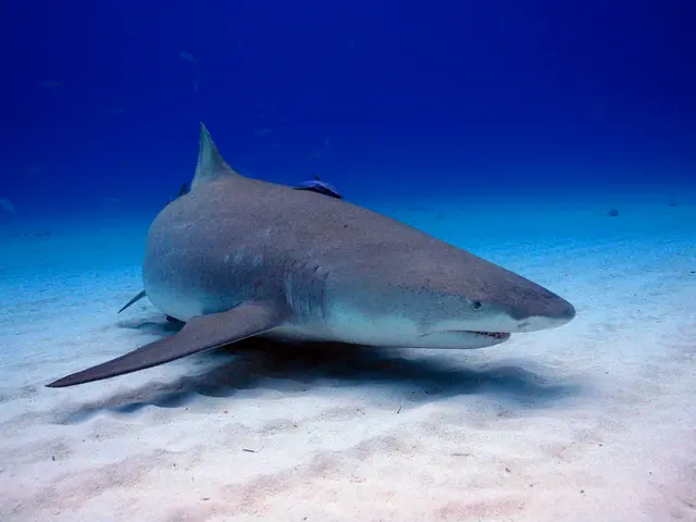 Controversial animal images at Aquarium of Mar del Plata stir public debate