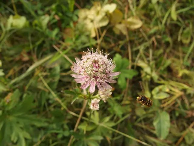 Oldest Period When Vegetation First Experienced Insect Infestations