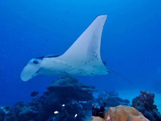 Worsening of toxic algae outbreaks in the UK due to pollution and climate change impact