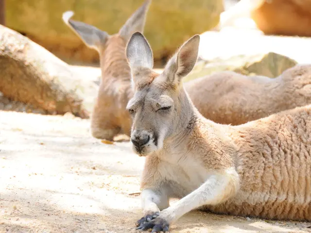 Dispose of Hunted Game Remains Appropriately, Suggests WG&F