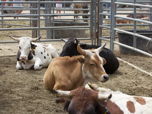 Suspicious feed linked to mass cattle deaths investigated