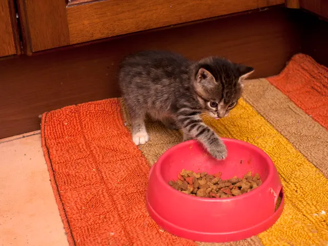 Exploring the Potential Advantages of Probiotics for Cats