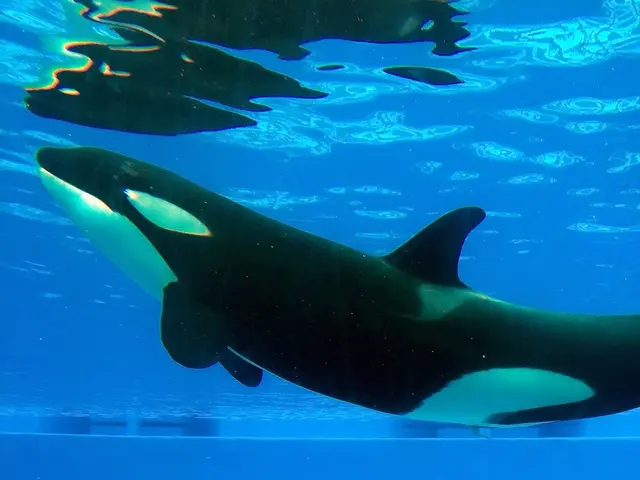 Astonishing Lifespans Exhibited by Gigantic Arctic Fauna, Reaching Nearly Two Centuries