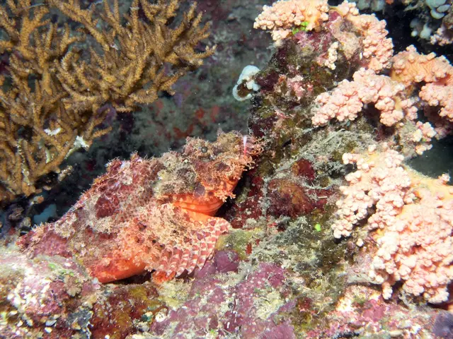 Exploring Seaweed's Prospect in Pharmaceutical Applications