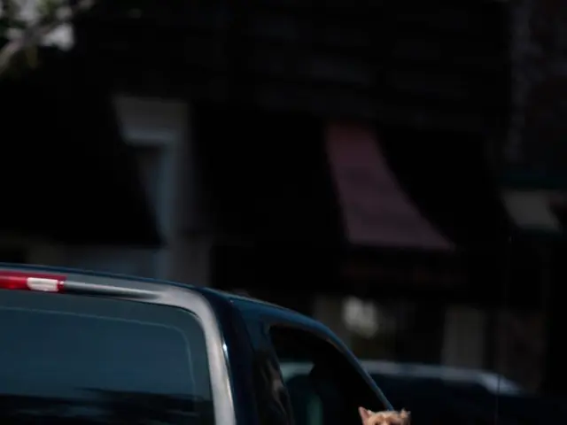 In this image i can see a car with a dog inside it.