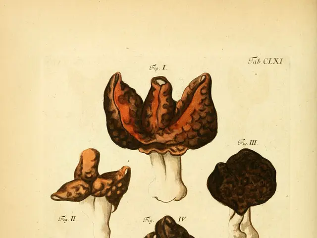 In the image I can see some pictures of different types of mushrooms.