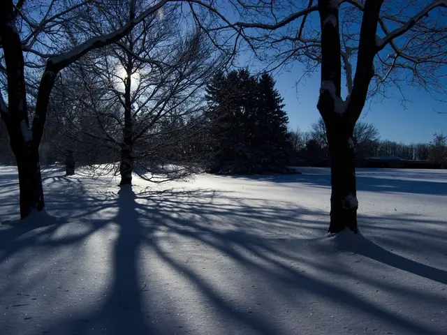 In the image there are many trees on the snow surface and the trees were also covered with ice.