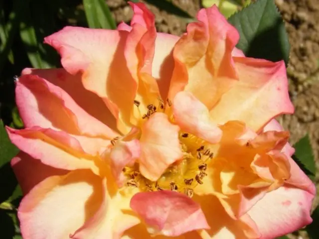 In this image, I can see a rose flower. These are the metals, which are yellow and pinkish in...