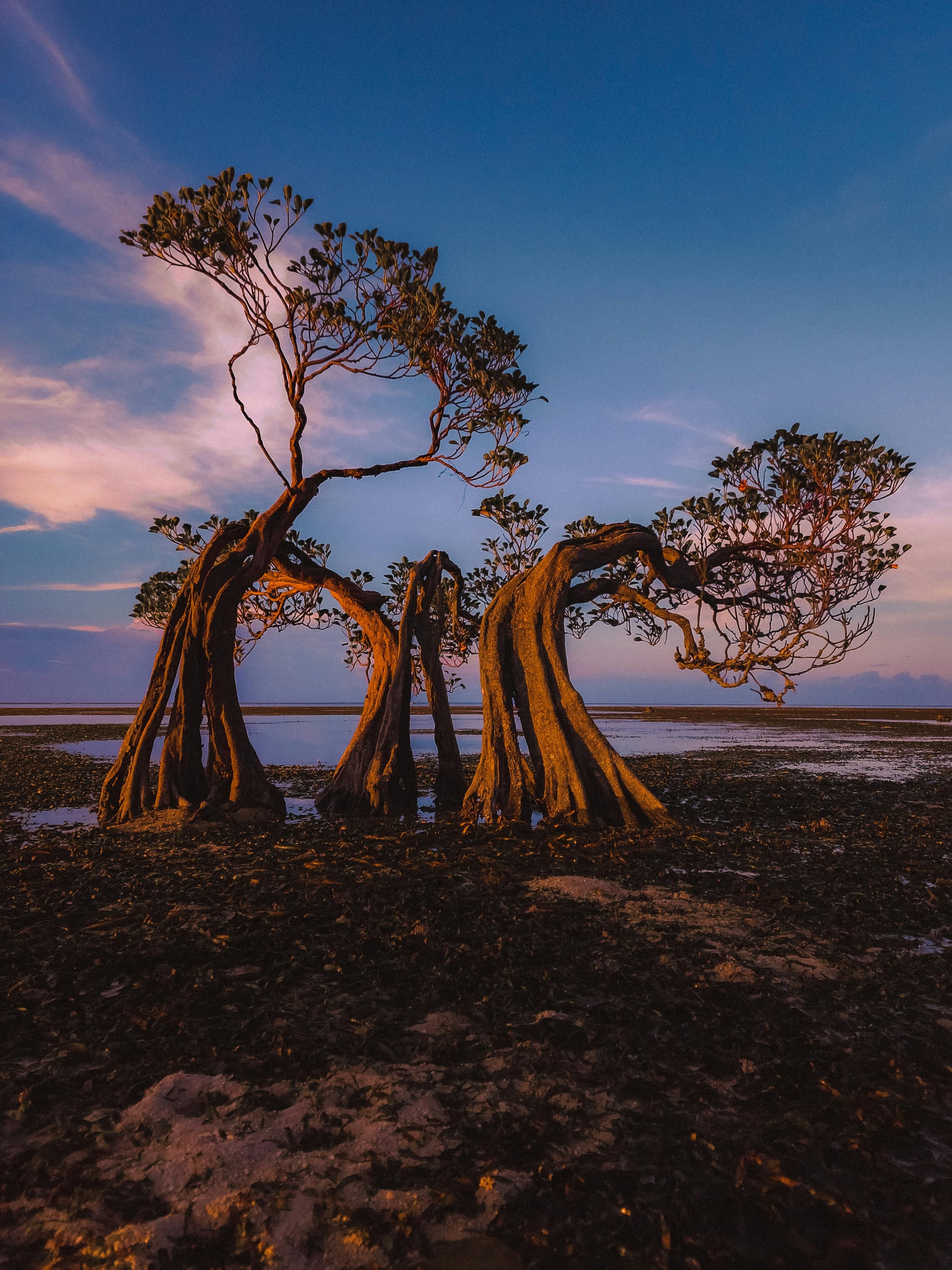 Unveiled Image: Vereshchagin Dmitry/Shutterstock - Walker Revealed